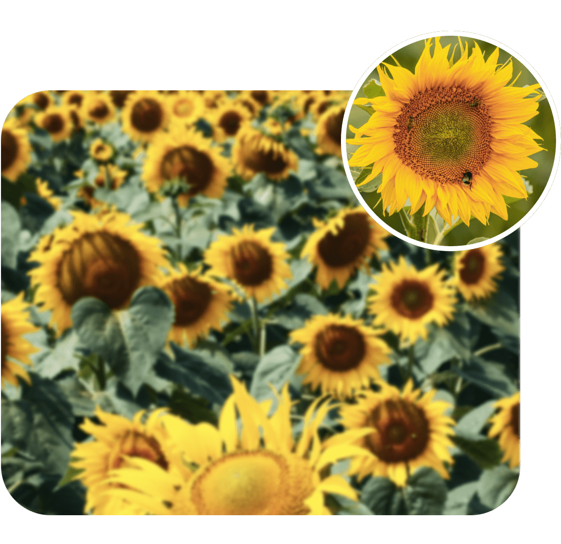 fix blurry sunflower video and enhance details using Clipfly AI video enhancer