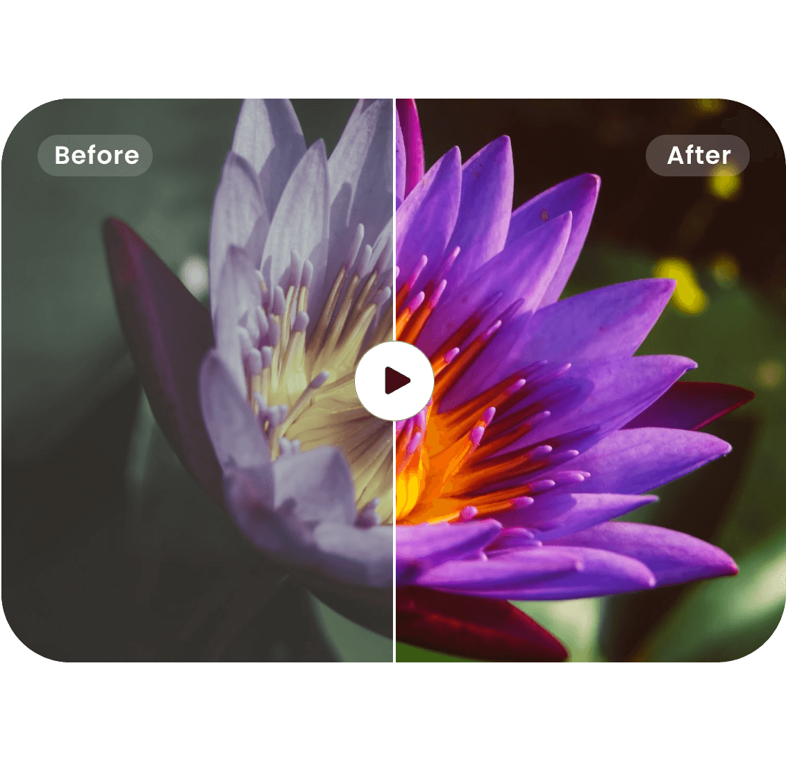 enhance video color contrast of a purple flower using Clipfly AI video enhancer