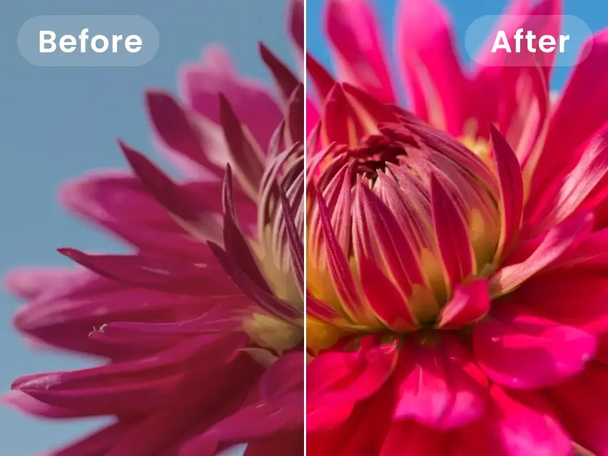 before and after effects of making the flower video clearer in Clipfly