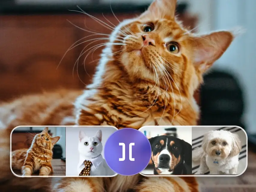 split pet video into two parts with Clipfly's video splitter online